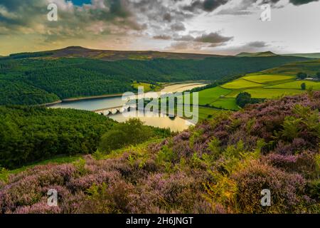 View of Ladybower Reservoir and flowering purple heather, Peak District National Park, Derbyshire, England, United Kingdom, Europe Stock Photo