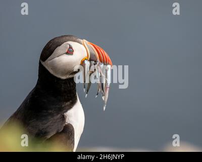 Adult Atlantic puffin (Fratercula arctica, returning to the nest site with fish (sand eels) for its chick on Grimsey Island, Iceland, Polar Regions