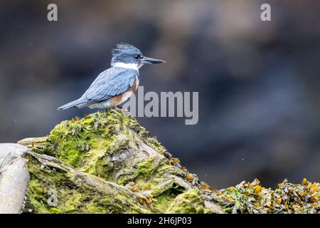An adult female belted kingfisher (Megaceryle alcyon, Misty Fjords National Monument, Southeast Alaska, United States of America, North America Stock Photo