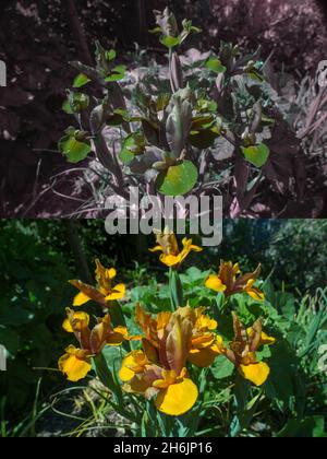 Comparison of possible bee or insect vision in different part visible spectrum outlining UV signatures to guide insects to nectaries for pollination Stock Photo