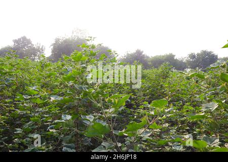 Row of growing green Cotton field in India. Stock Photo