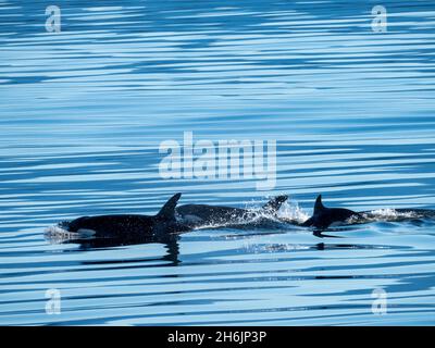 A pod of killer whales (Orcinus orca, near Alert Bay, Cormorant Island, British Columbia, Canada, North America Stock Photo