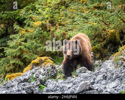 An adult brown bear (Ursus arctos, in the grass, Lake Eva, Baranof Island, Southeast Alaska, United States of America, North America Stock Photo