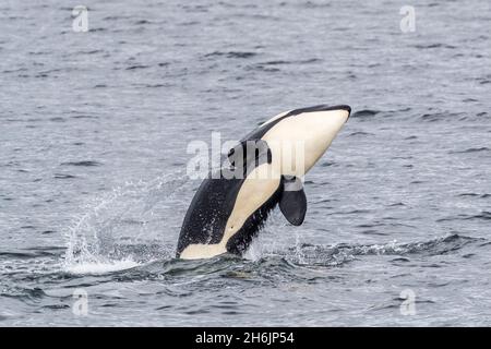 Killer whale (Orcinus orca, calf breaching near the Cleveland Peninsula, Southeast Alaska, United States of America, North America Stock Photo