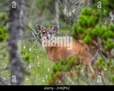 A young buck Sitka black-tailed deer (Odocoileus hemionus sitkensis, on the Petersburg Trail, Southeast Alaska, United States of America Stock Photo