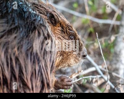 An adult North American beaver (Castor canadensis) along the shore in Grand Teton National Park, Wyoming, United States of America, North America Stock Photo