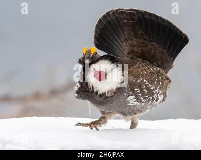 An adult male dusky grouse (Dendragapus obscurus, displaying in Yellowstone National Park, Wyoming, United States of America, North America Stock Photo