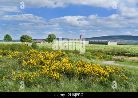 Culloden battlefield, Leanach cottage, evening light, visitors, bright Gorse, Inverness, Highland, Scotland, UK Stock Photo