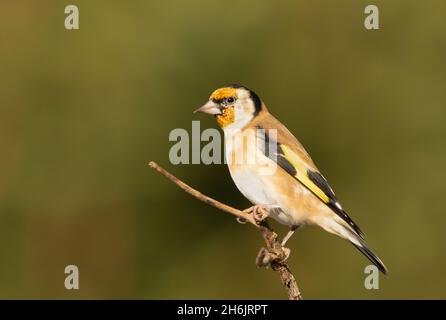 Goldfinch, Carduelis Carduelis, perched in UK Countryside, Autumn 2021 Stock Photo