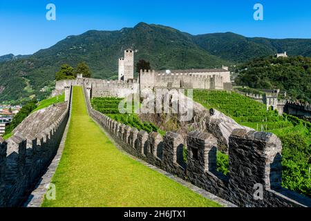 Vineyards in Castelgrande, Three Castles of Bellinzona UNESCO World Heritage Site, Ticino, Switzerland, Europe Stock Photo