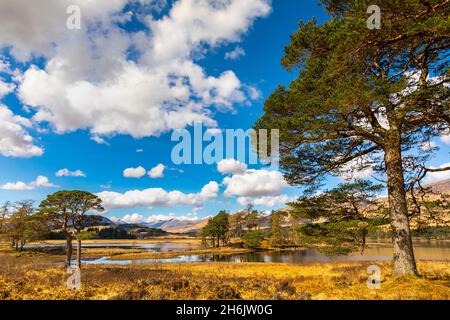 Scots Pine trees on the shores of Loch Tulla, Argyll and Bute, Scottish Highlands, Scotland, United Kingdom, Europe Stock Photo