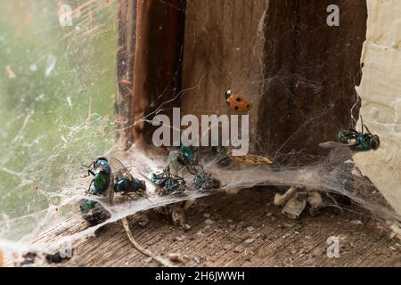 Collection of caught blue and green bottle flies tangled up on the web of a common house spider web in garden shed, trapped in gossamer thread Stock Photo