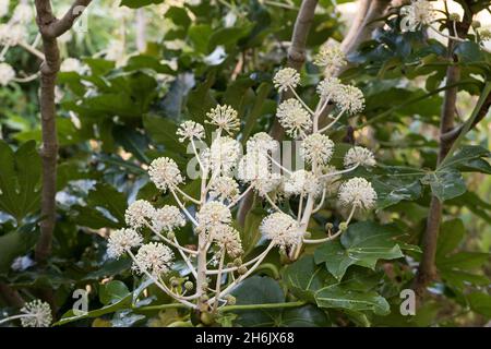 Source of pollen for insects in late Autumn and Winter, lots of False Caster Oil plant, Fatsia japonica, flowers coming into bloom Stock Photo