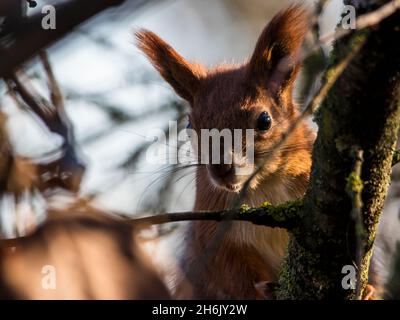 A beautiful red squirrel in the forest looks with interest at the camera, looking out from behind a tree. Squirrel close-up portrait. Stock Photo