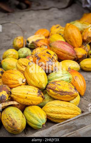 Freshly harvested cacao fruits in Guadalcanal, Solomon Islands. Stock Photo
