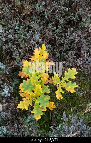 Oak tree leaves in autumn amongst heather on heathland, Bucklebury Common, near Newbury, West Berkshire, England, UK Stock Photo