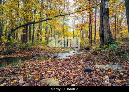 Nature landscape of a small creek running through the forest in Appalachia while in full autumn color. Stock Photo