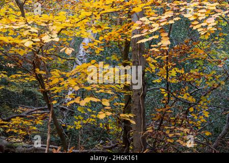 Autumn Beech leaves in their beautiful golden colors before they fall to the ground Burnham Beeches, Buckinghamshire, UK Stock Photo