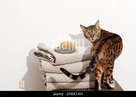 Bengal cat posing on wood stump Stock Photo