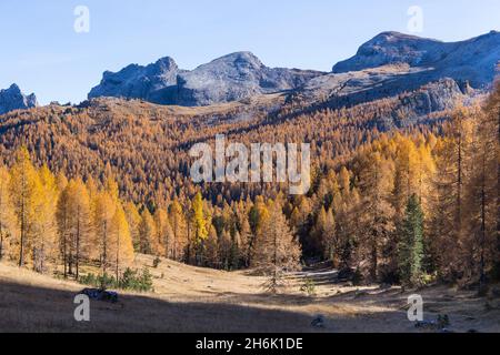 Golden autumn near Lago di Federa in South Tyrol Stock Photo