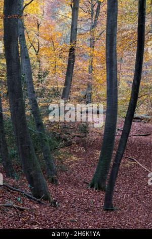 A group of tall young beech trees Burnham Beeches,  Buckinghamshire, UK Stock Photo