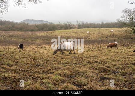 Belted Galloway cattle grazing in the Malham Tarn area Stock Photo