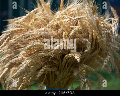 A sheaf of ripe golden wheat, close-up. Stock Photo