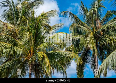 Palm trees with coconuts against blue sky. Tropical trees on island, blue sky as background. High quality photo Stock Photo