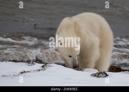 Canada, Manitoba, Churchill. Lone polar bear along the coastline of Hudson's Bay. Ear identification tagged. (WILD: Ursus maritimus) Stock Photo