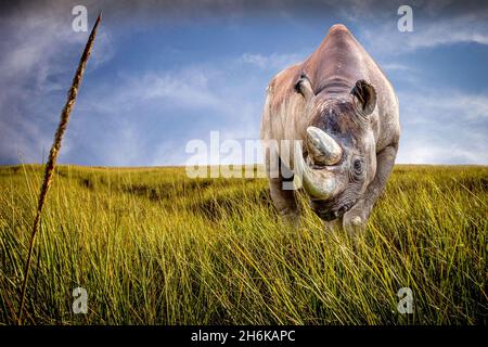 closeup of a black rhino standing in a field of tall grass Stock Photo