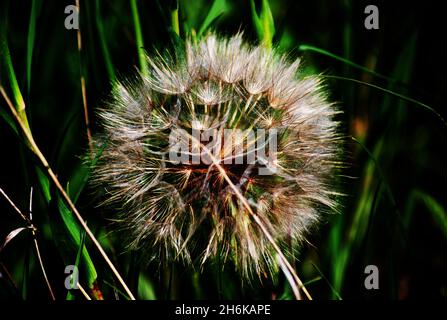 Close-up of dandelion seed-head, the sun glinting off the feathery pappus. AKA puffballs or dandelion seed clock, plant species of the genus Taraxacum Stock Photo