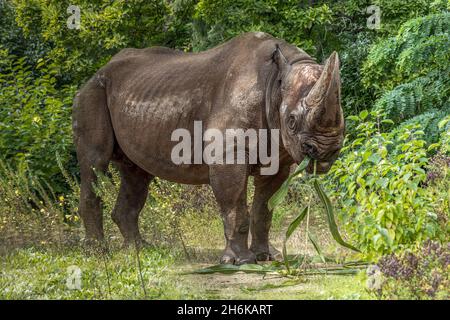 a large standing rhino eating corn in a field Stock Photo