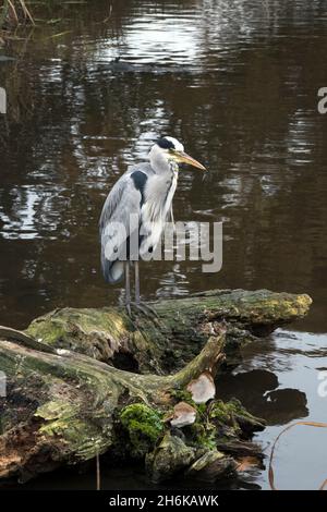 Grey heron sitting on favourite log waiting for fish to swim by Stock Photo