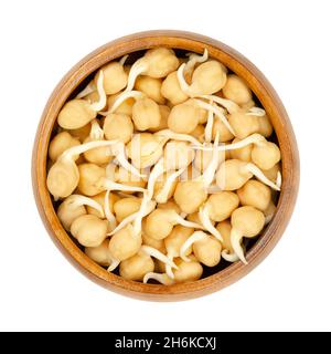 Fresh chickpea sprouts, in a wooden bowl. Ready to eat, sprouted chickpeas, seeds of Cicer arietinum, a legume, also known as garbanzo. Stock Photo