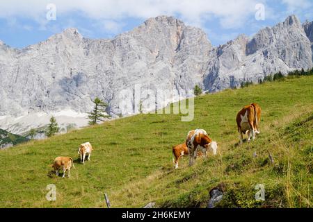 cows grazing in the Austrian Alps of the Dachstein region (Styria in Austria) Stock Photo