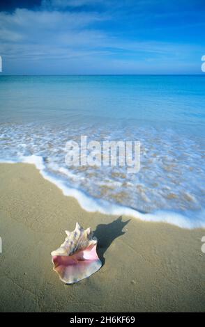 Conch Shell on Beach, Phuket, Thailand Stock Photo