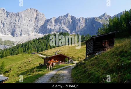 a pathway leading through the alpine scenery with log cabins in the Dachstein region in Austria (Neustatt Alm in Styria) Stock Photo