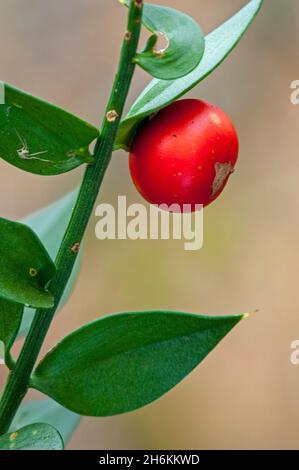 Butcher's-broom / Jew's myrtle (Ruscus aculeatus), evergreen Eurasian shrub showing close-up of leaves and red berry Stock Photo