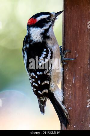 Woodpecker on the deck railing Stock Photo
