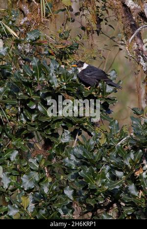 White-collared Blackbird (Turdus albocinctus) adult male perched in tree Kathmandu, Nepal        February Stock Photo