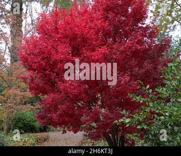 Acer palmatum Skeeters Broom seen with autumn leaves. Stock Photo