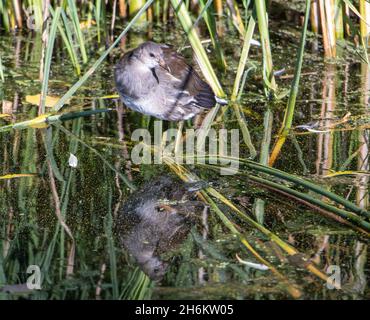 A young the Common Moorhen (Gallinula chloropus) also known as the 'swamp chicken' Stock Photo