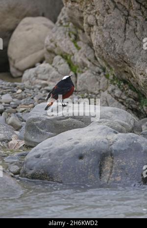 White-capped Water-redstart (Phoenicurus leucocephalus) adult standing on rock by river Nepal           January Stock Photo