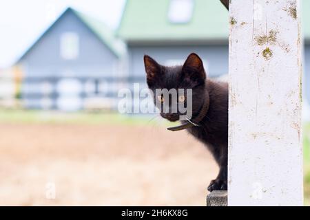 Cat is walking on a fence Stock Photo