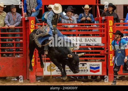 Davie, USA. 12th Nov, 2021. Bull Riding seen on Southeastern Circuit Finals Rodeo in Davie, FL from Nov. 11-13, 2021 during the event. (Photo by Yaroslav Sabitov/YES Market Media/Sipa USA) Credit: Sipa USA/Alamy Live News Stock Photo