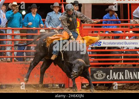 Davie, USA. 12th Nov, 2021. Bull Riding seen on Southeastern Circuit Finals Rodeo in Davie, FL from Nov. 11-13, 2021 during the event. (Photo by Yaroslav Sabitov/YES Market Media/Sipa USA) Credit: Sipa USA/Alamy Live News Stock Photo