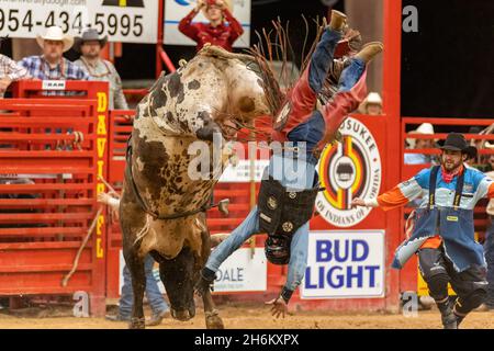 Davie, USA. 12th Nov, 2021. Bull Riding seen on Southeastern Circuit Finals Rodeo in Davie, FL from Nov. 11-13, 2021 during the event. (Photo by Yaroslav Sabitov/YES Market Media/Sipa USA) Credit: Sipa USA/Alamy Live News Stock Photo