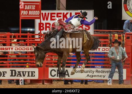 Bareback Riding seen on Southeastern Circuit Finals Rodeo in Davie, FL from Nov. 11-13, 2021  during the event. (Photo by Yaroslav Sabitov/YES Market Media/Sipa USA) Stock Photo