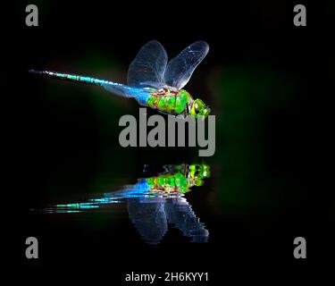 A Green Darner Dragonfly hovers above a small pond in the FLorida Everglades and casts a beautiful reflection in the water. Stock Photo