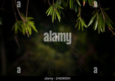 A wide shot that shows the size and intricacy of the web of the Tropical Orb Weaver spider. Tropical Orb Weavers construct their webs at night. Stock Photo